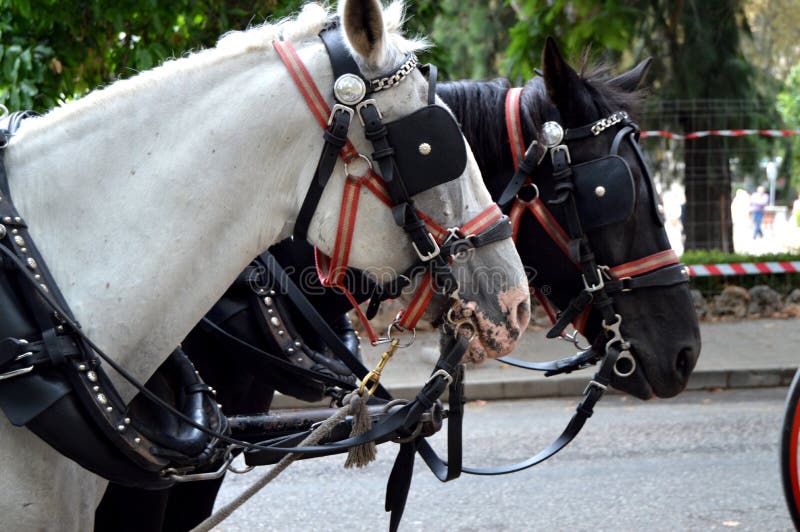 Drawn by two beautiful horses, black and white, standing in the center of the city for the entertainment of tourists.