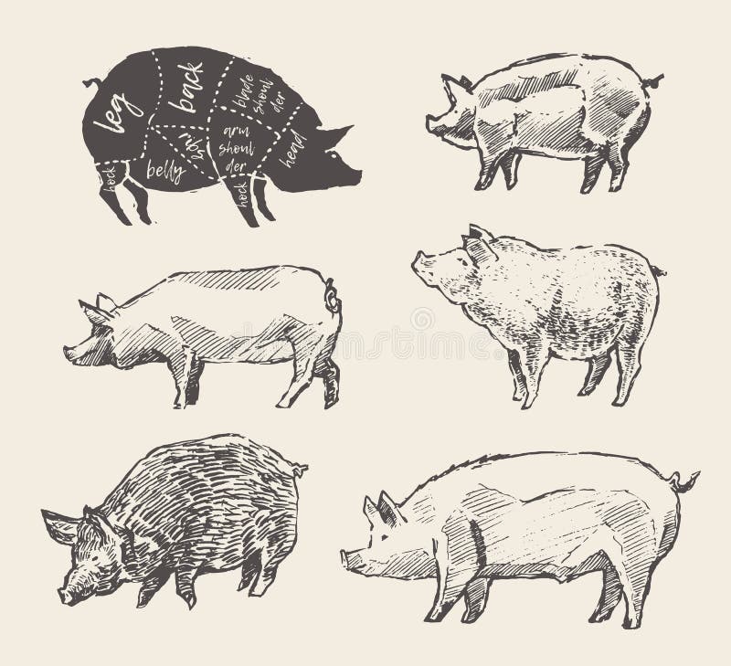 Drawn vector pigs Mangalica pork restaurant menu royalty free illustration