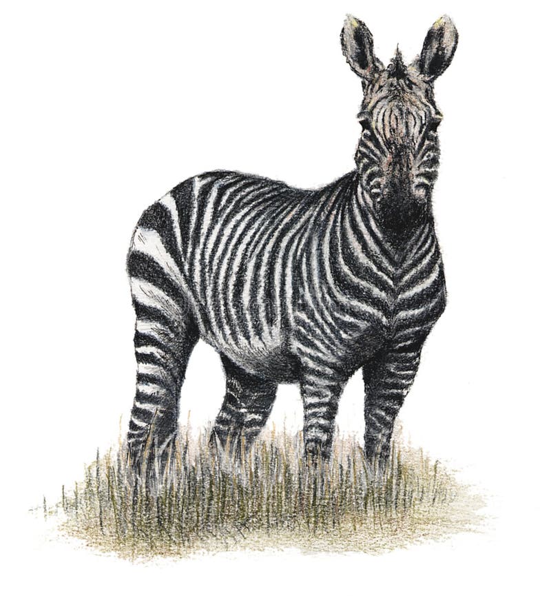 Drawn zebra royalty free illustration Drawn zebra royalty free illustration