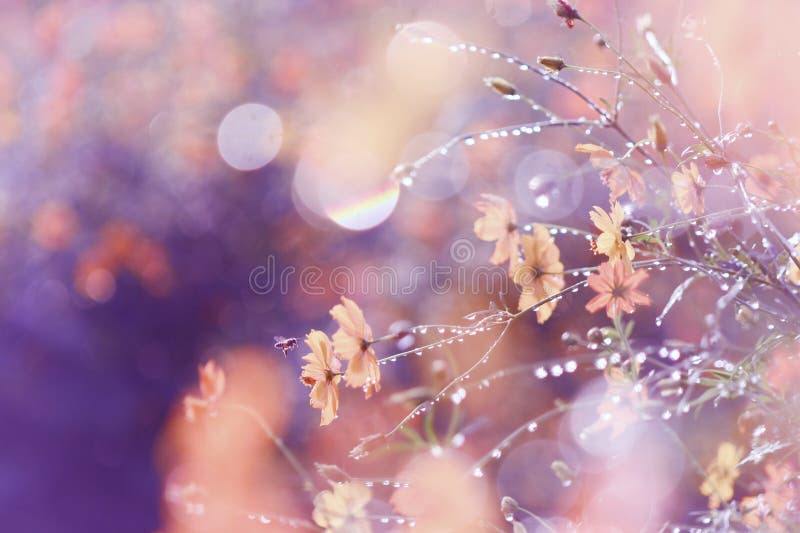 Dream Flower after Watering Stock Photo Image of design, backlight