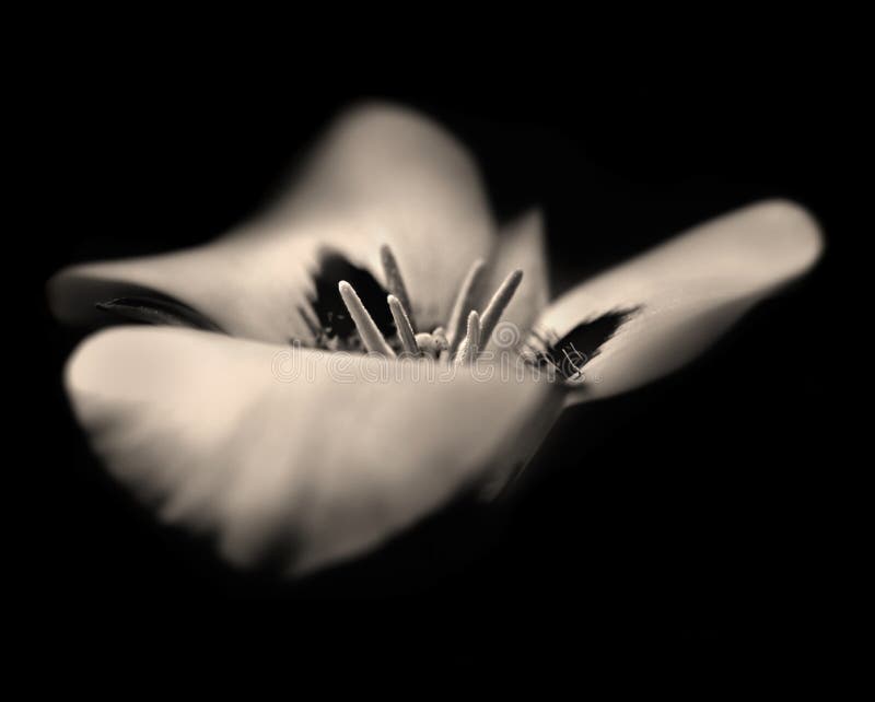 Una seppia immagine in bianco e nero di un Mariposa Lily.