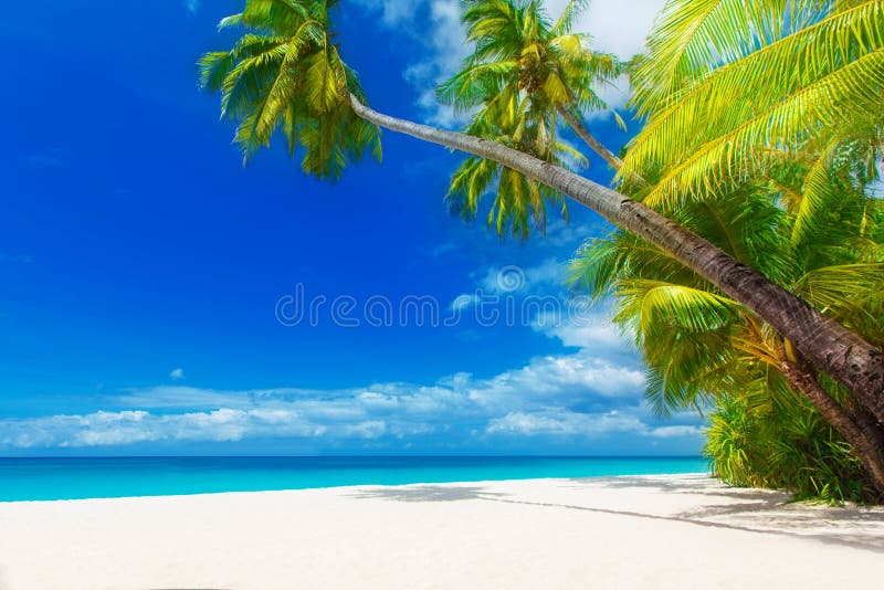 Dream scene. Beautiful palm tree over white sand beach. Summer n