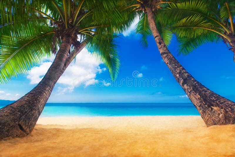 Dream scene. Beautiful palm tree over white sand beach. Summer n