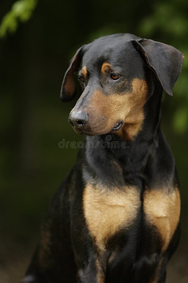 Dreaming doberman dog