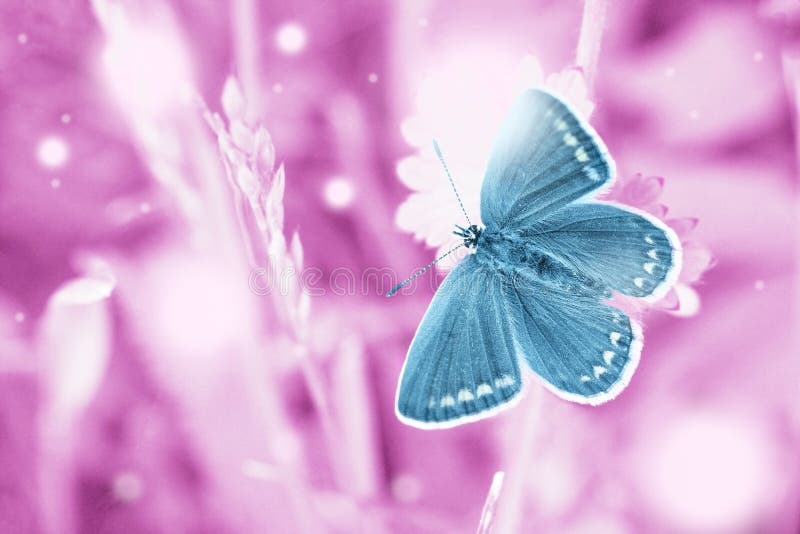 Magic blue butterfly flying in pink field