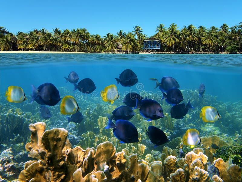 Dreams in the tropics royalty free stock photo Dreams in the tropics royalty free stock photo