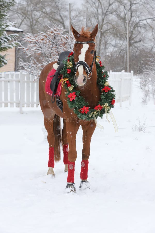 Dreamy christmas image of a saddle horse wearing a beautiful wreath in snowfall