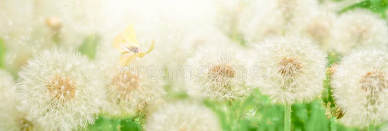 Dreamy dandelions blowball flowers, seeds fly in the wind and butterfly against sunlight. Pastel golden toned. Macro with soft