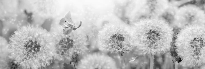 Dreamy dandelions blowball flowers, seeds fly in the wind and butterfly against sunlight. Vintage black and white toned. Macro