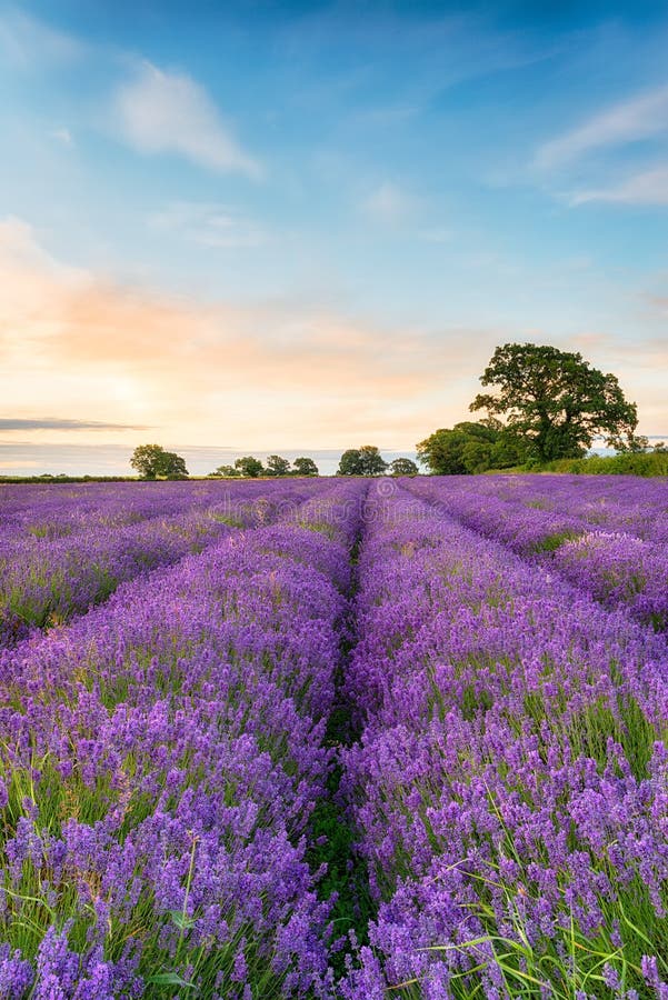 Dreamy Lavender Field royalty free stock image