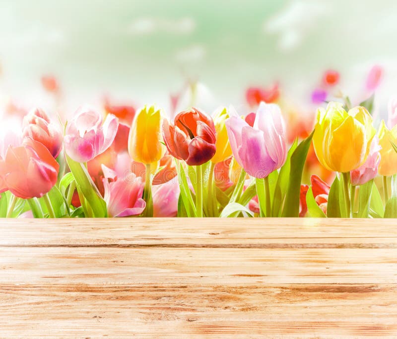 Dreamy spring background of colourful tulips