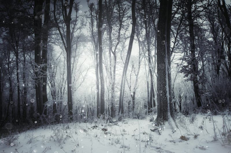Dreamy Winter Forest with Snow and Blizzard Stock Photo - Image of ...