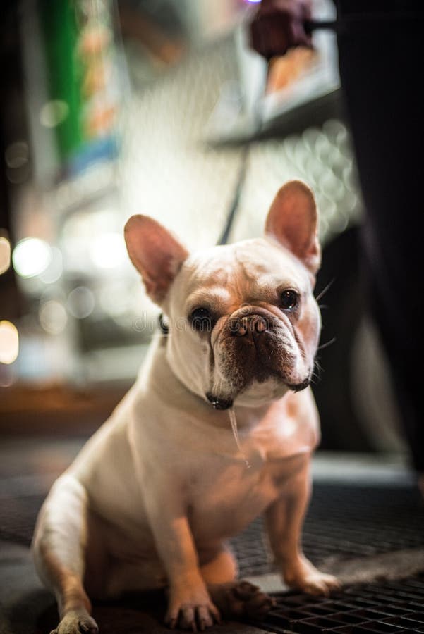 French bulldog on a leash drools for food. French bulldog on a leash drools for food