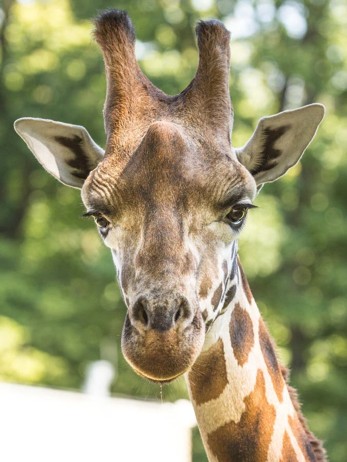 A funny adult giraffe at the Krakow zoo drools as it stares at the camera. A funny adult giraffe at the Krakow zoo drools as it stares at the camera