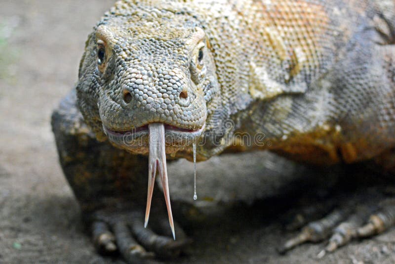 A Komodo Dragon drools as he looks forward to lunch at the Los Angeles Zoo. A Komodo Dragon drools as he looks forward to lunch at the Los Angeles Zoo