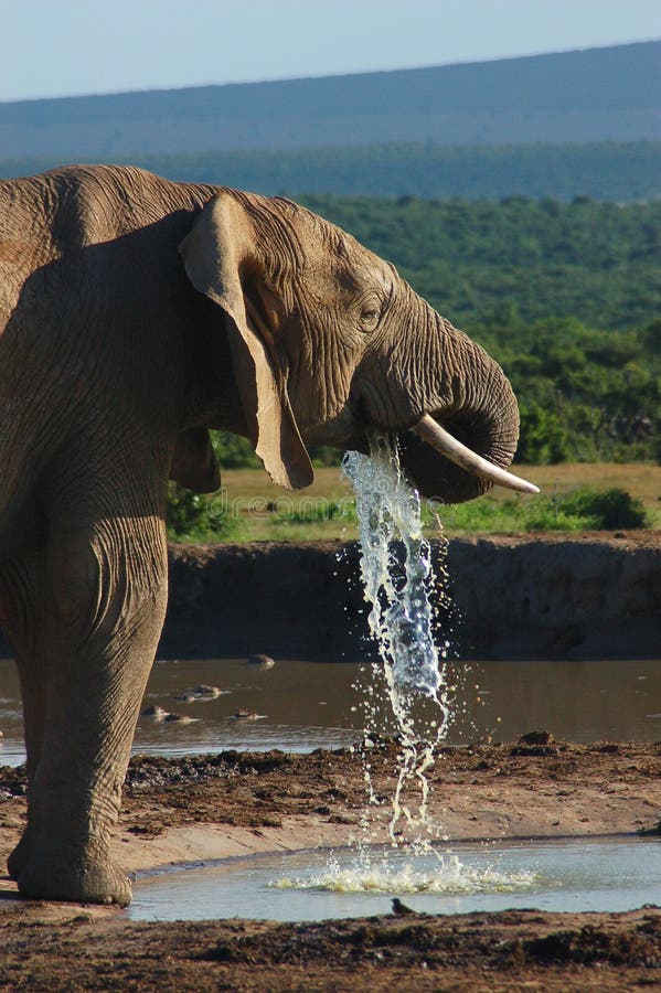 An elephant drools water while drinking at a waterhole in Addo Elephant National park in South Africa. An elephant drools water while drinking at a waterhole in Addo Elephant National park in South Africa.