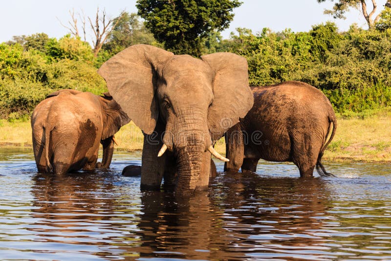 Drei afrikanische Elefanten stehen im Fluss in Nationalpark Chobe, Botswana stockfotos Drei afrikanische Elefanten stehen im Fluss in Nationalpark Chobe, Botswana stockfotos