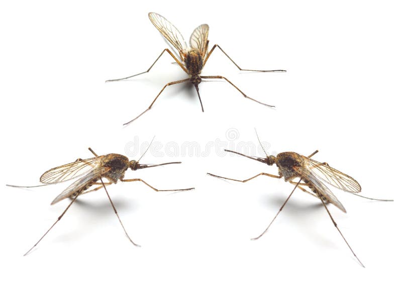 Drei Anophelmoskitos lizenzfreie stockfotos Drei Anophelmoskitos lizenzfreie stockfotos