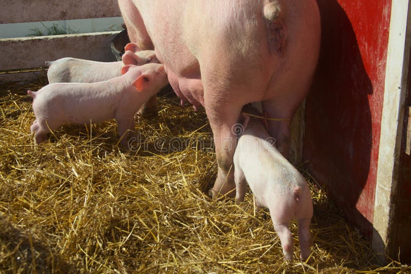 Drei Baby-Ferkel, die von der Mutter melken lizenzfreies stockbild Drei Baby-Ferkel, die von der Mutter melken lizenzfreies stockbild