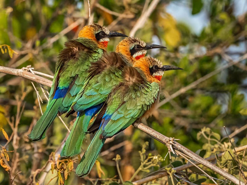 Drei Beaters lizenzfreie stockfotografie