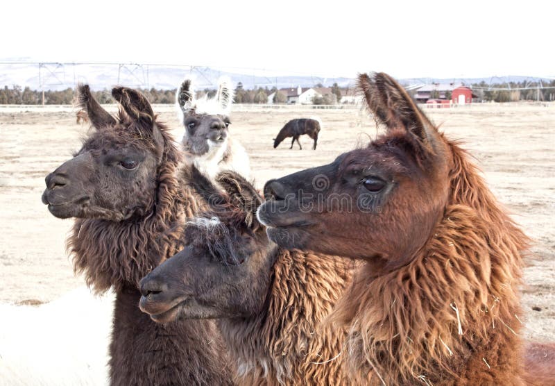 Drei Brown-Lamas, die nach links schauen lizenzfreies stockbild