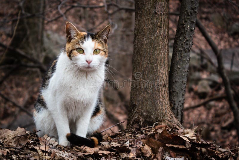 cat wandering around neighborhood