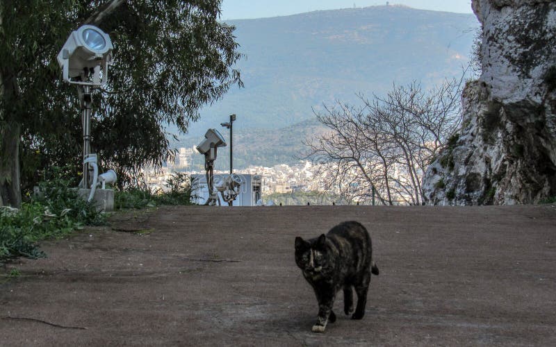 Drei-farbige Katze, die auf eine Straße, Augen gerade betrachten Kamerafront geht Verlassenes Kätzchen eigenständig in Griechenla lizenzfreies stockbild Drei-farbige Katze, die auf eine Straße, Augen gerade betrachten Kamerafront geht Verlassenes Kätzchen eigenständig in Griechenla lizenzfreies stockbild