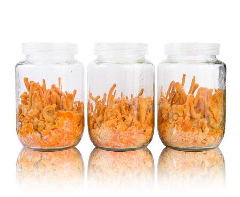 Drei frisches Cordyceps in den Glasflaschen stockfotografie Drei frisches Cordyceps in den Glasflaschen stockfotografie