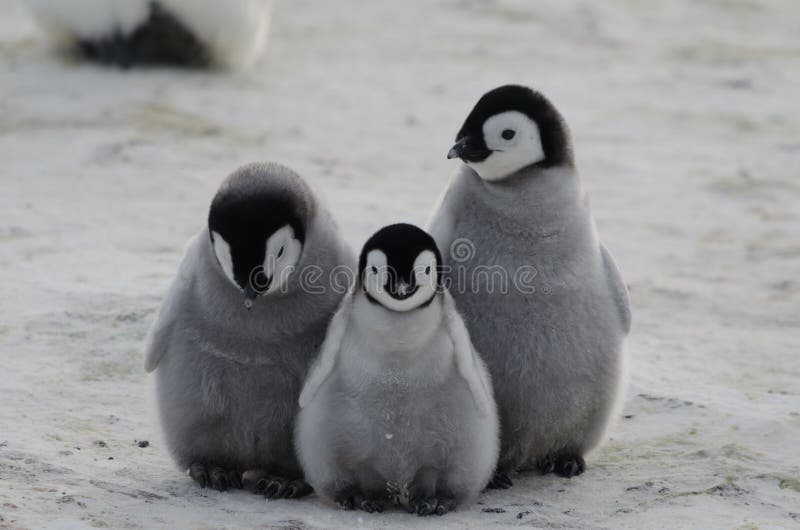 Emperor Penguin chicks (Aptenodytes forsteri). Emperor Penguin chicks (Aptenodytes forsteri)