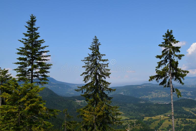 Drei Kiefer gegen einen blauen Himmel lizenzfreie stockbilder Drei Kiefer gegen einen blauen Himmel lizenzfreie stockbilder