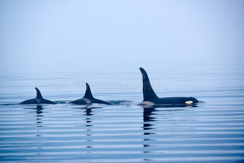 Drei Killerwale mit enormen Rückenflossen in Vancouver Island stockfotografie Drei Killerwale mit enormen Rückenflossen in Vancouver Island stockfotografie