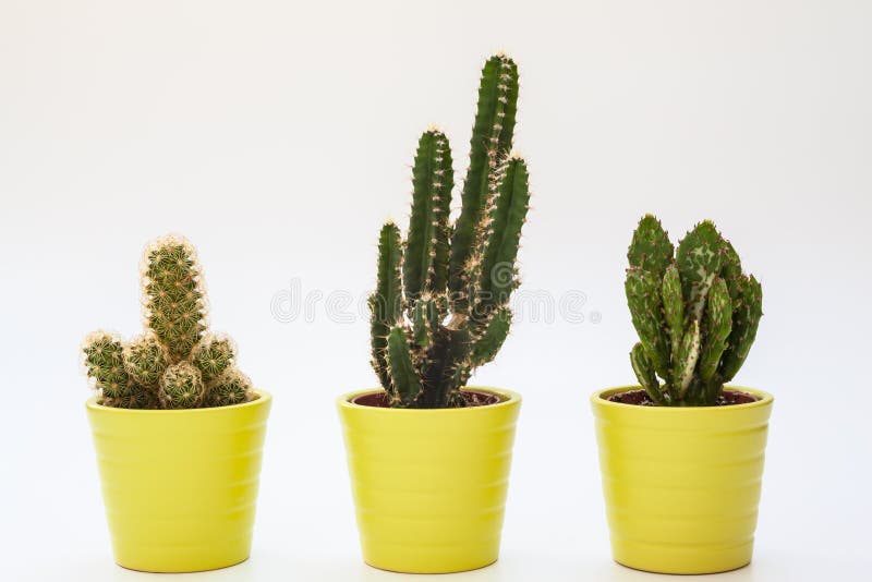Drei kleine Kakteen in lokalisiertem weißem Hintergrund stockfoto Drei kleine Kakteen in lokalisiertem weißem Hintergrund stockfoto