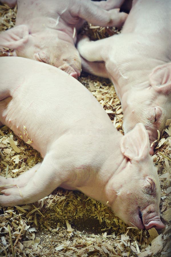 Drei kleine Schweine stockfotos Drei kleine Schweine stockfotos
