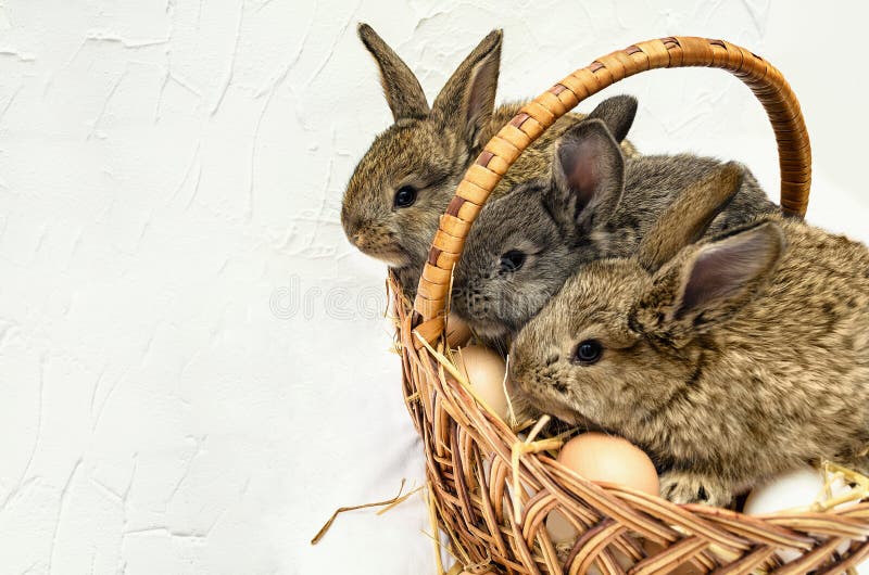 Zwei Nette Kleine Osterhasen Mit Der Holzkiste Voll Von Den Eiern ...