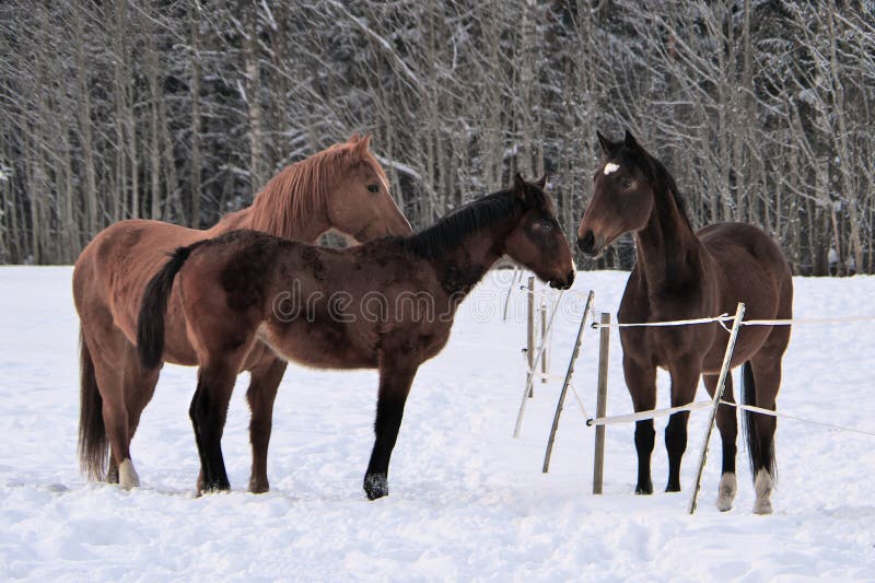 Drei Pferde, die Wintermäntel in Schnee bedeckter Koppel tragen stockfotos Drei Pferde, die Wintermäntel in Schnee bedeckter Koppel tragen stockfotos