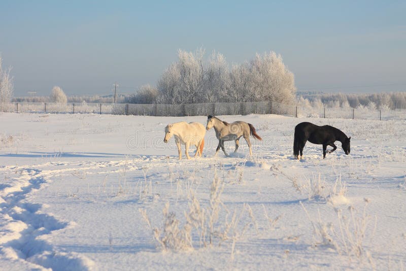 Drei Pferde im Freien im Winter lizenzfreie stockfotografie Drei Pferde im Freien im Winter lizenzfreie stockfotografie