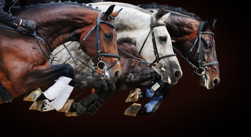 Drei Pferde in springender Show, auf braunem Hintergrund lizenzfreie stockfotografie Drei Pferde in springender Show, auf braunem Hintergrund lizenzfreie stockfotografie