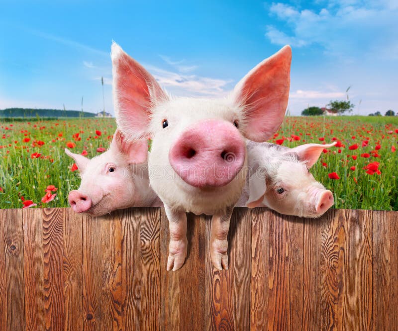 Drei Reizend Schweine Vom Wunderbaren Bauernhof Stockbild - Bild von ...