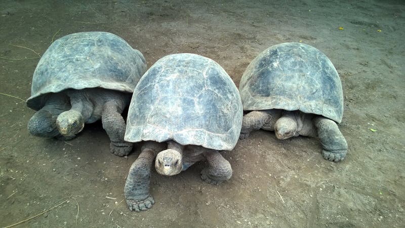 Drei riesige Schildkröten stockfotos Drei riesige Schildkröten stockfotos