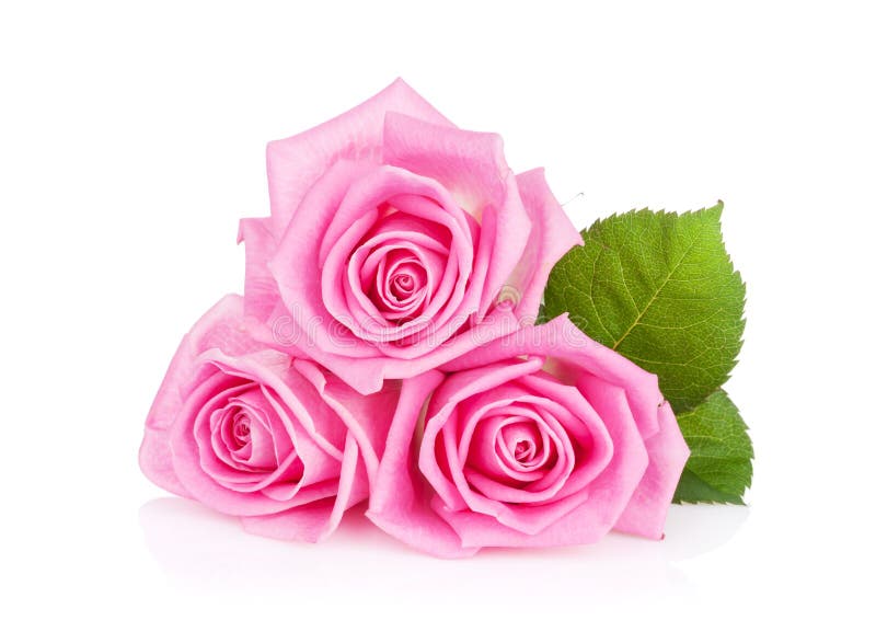 Drei Rosarosenblumen stockfotografie