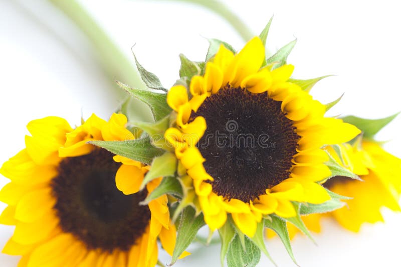 Drei Sonnenblumen Lokalisiert Auf Weiß Stockfoto Bild von wachsen