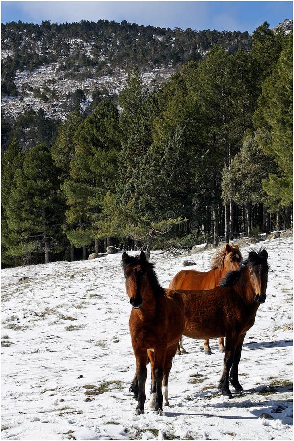 Drei spanische Pferde in einem schneebedeckten Wald stockfotos Drei spanische Pferde in einem schneebedeckten Wald stockfotos