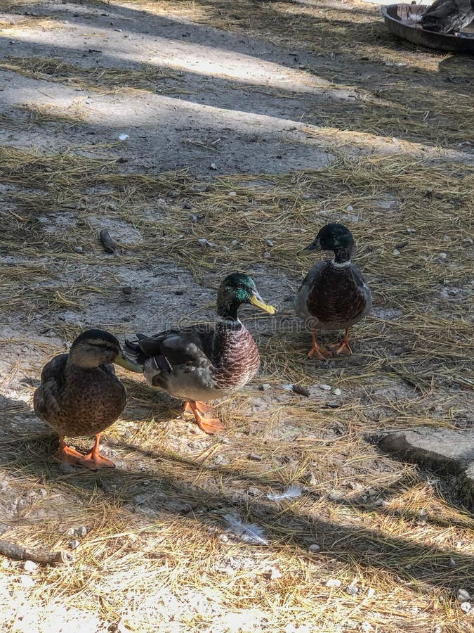 Drei Stockenten, Die Ruhig In Einem Teich Mit Haarscharfem