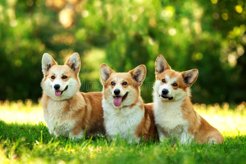 Horizontal portrait of three dogs of welsh corgi pembroke breed with white and red coat with tongue, sitting outdoors on green grass on summer sunny day. Horizontal portrait of three dogs of welsh corgi pembroke breed with white and red coat with tongue, sitting outdoors on green grass on summer sunny day