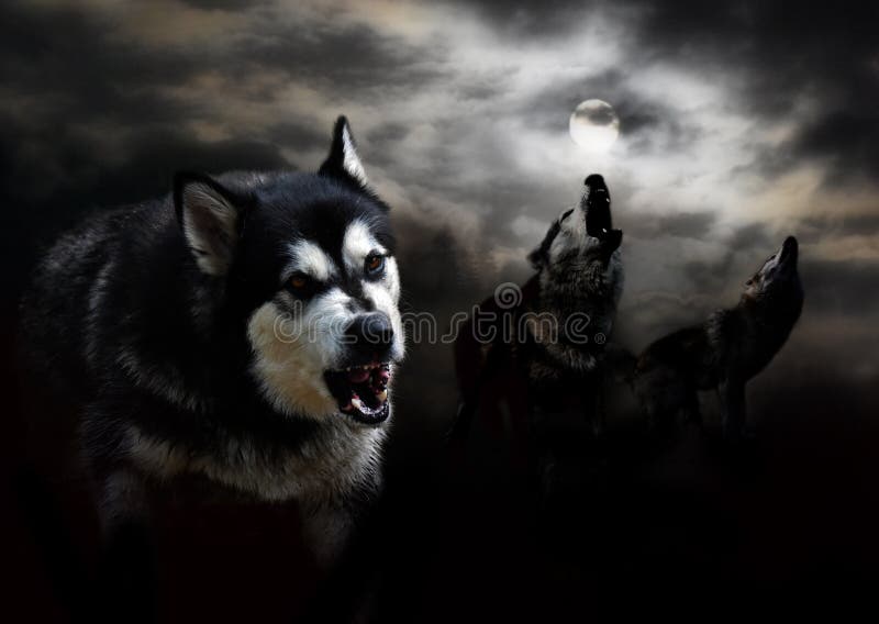 Drei Wölfe und ein Mond in den Wolken lizenzfreies stockfoto Drei Wölfe und ein Mond in den Wolken lizenzfreies stockfoto