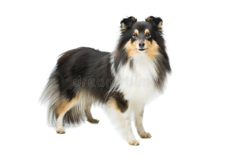 220 Sheltie Tricolor Fotos Kostenlose und RoyaltyFree StockFotos