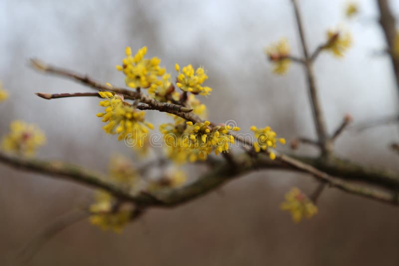 Rostlina makro v v ovocný sad, tento je zdravý rostlina v lidé tam je přísloví na říci někdo je zdravý jako.