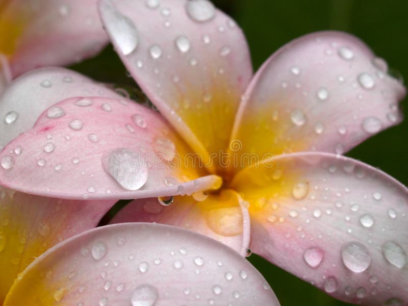 Close up of a single frangipani (plumeria) after a morning shower. Close up of a single frangipani (plumeria) after a morning shower
