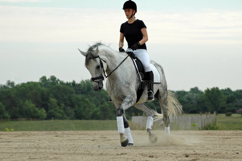 Dressage foto de stock royalty free Dressage foto de stock royalty free