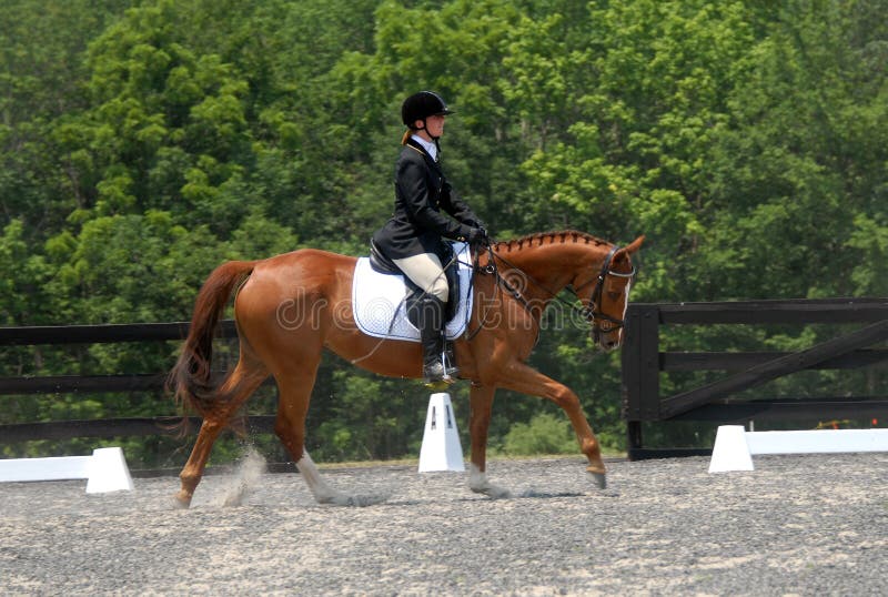 Dressage